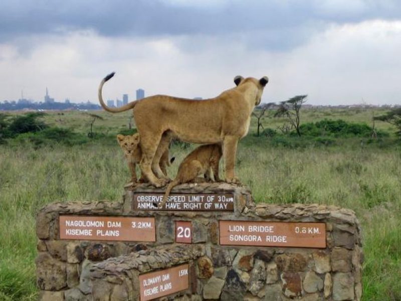 Nairobi National Park - 4 hours
