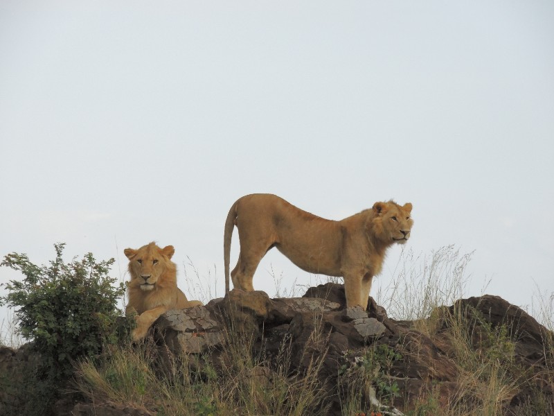 4 Days 3 Nights Nairobi to Masai Mara and Lake Nakuru
