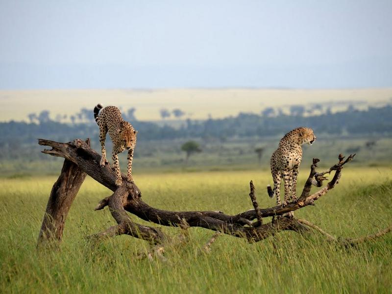 7 Days Nairobi to Masai Mara / Lake Nakuru / Lake Naivasha / Amboseli & Kilimanjaro