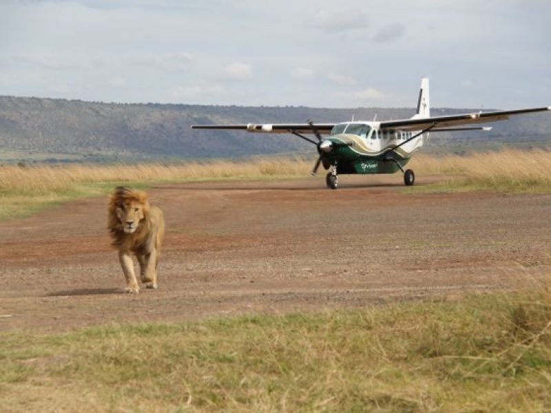 4 Days Masai Mara Flying Safari Package