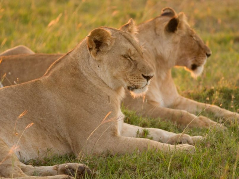 5 Days, 4 Nights Masai Mara & Lake Nakuru Kenya Road Safari