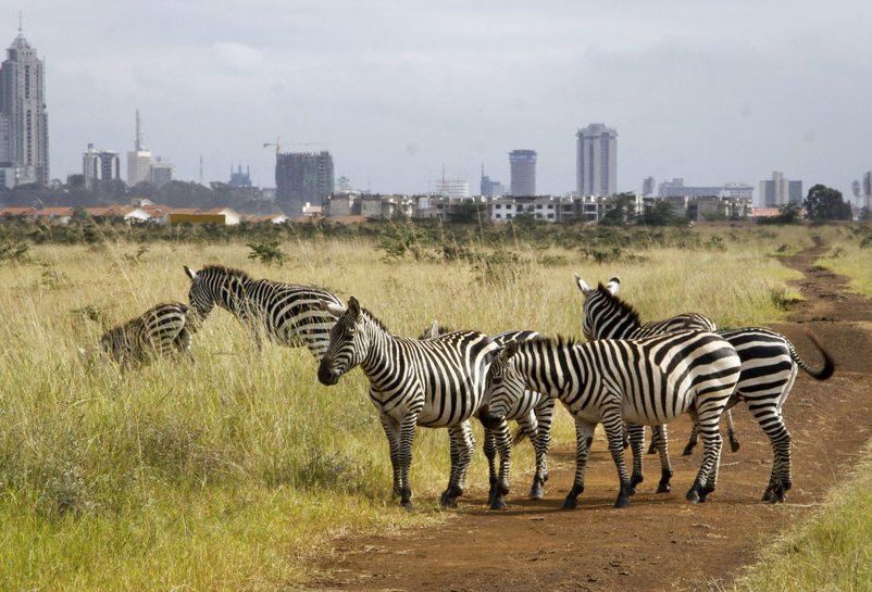 Nairobi National Park Budget Getaway Game Drive