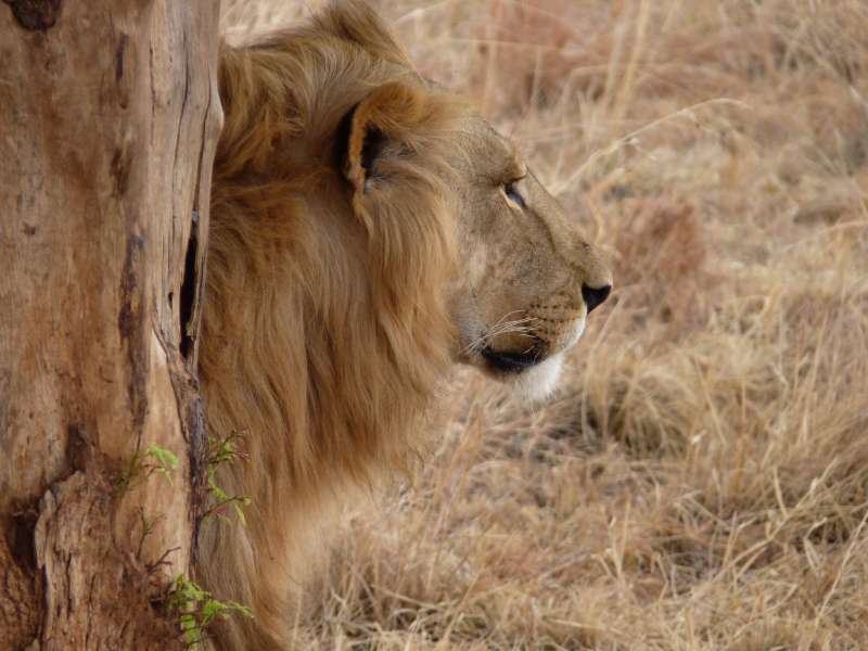 6 Days Nairobi Kenya Safari to Mount Kenya / Samburu / Lake Nakuru / Masai Mara
