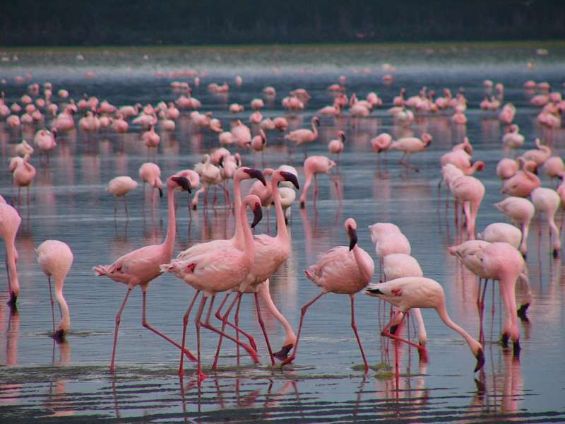 2 Days Nairobi to Lake Nakuru National Park Kenya safari