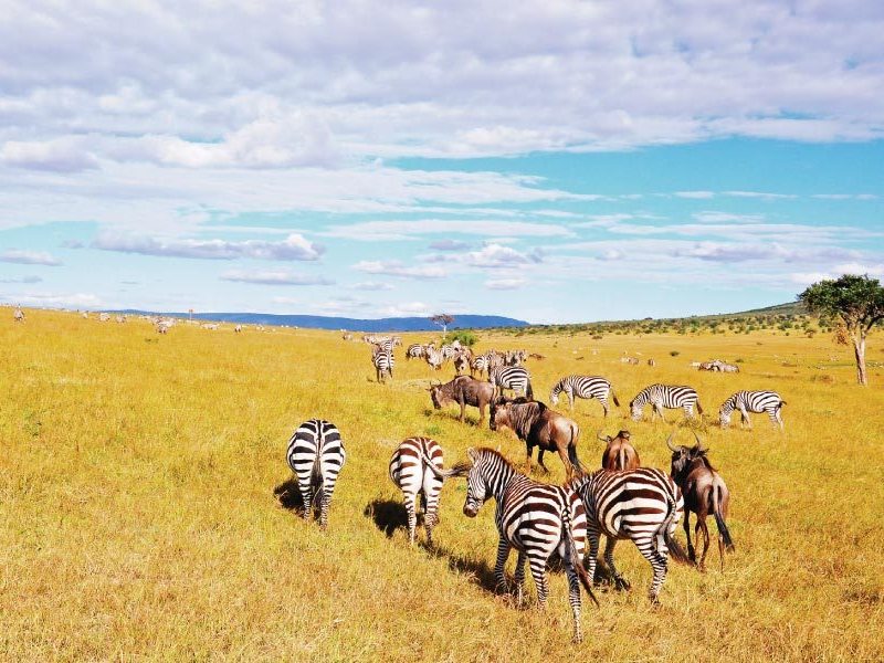 3 Days 2 Nights Masai Mara Budget Kenya Safari