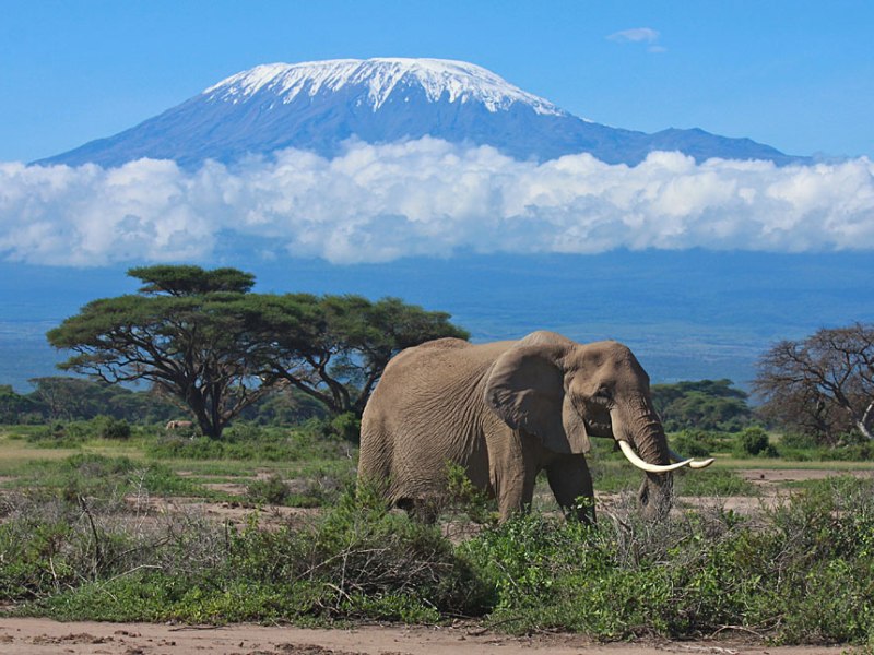 2 Days Amboseli & Kilimanjaro Safai ending Diani, Malindi or Mombasa