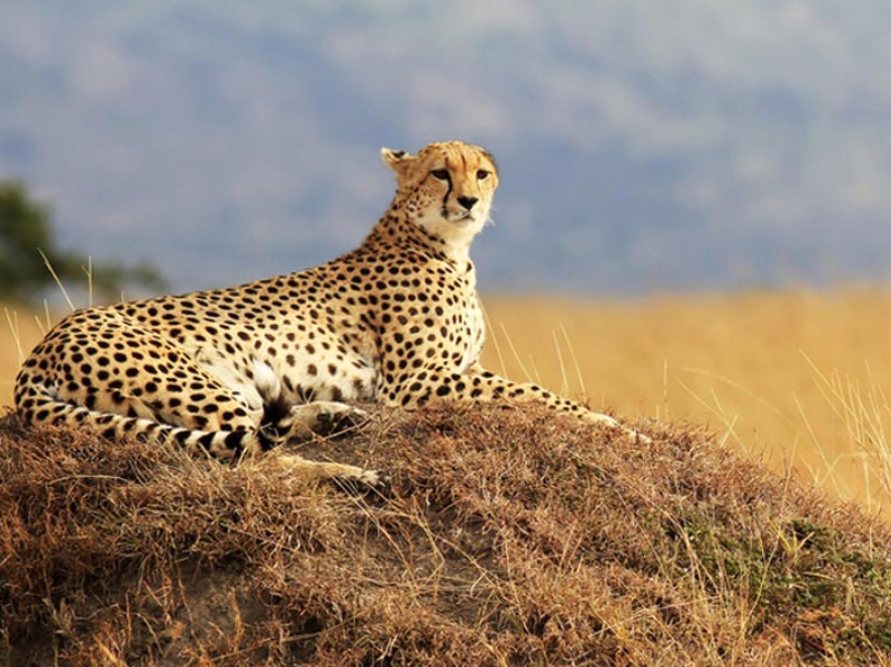 5 Days Masai Mara / Lake Nakuru / Amboseli Safari ending Diani, Malindi or Mombasa