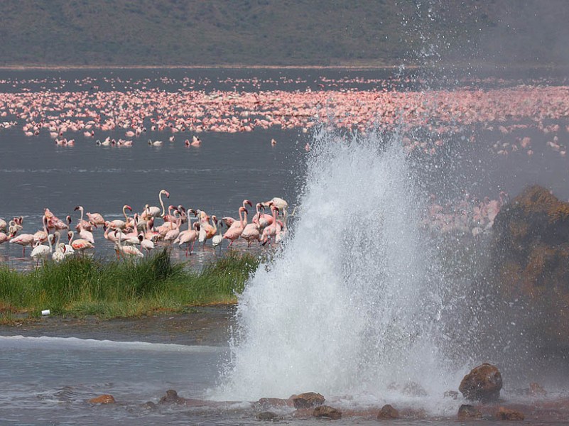 3 Days, 2 Nights Lake Nakuru & Lake Bogoria Kenya Road Safari