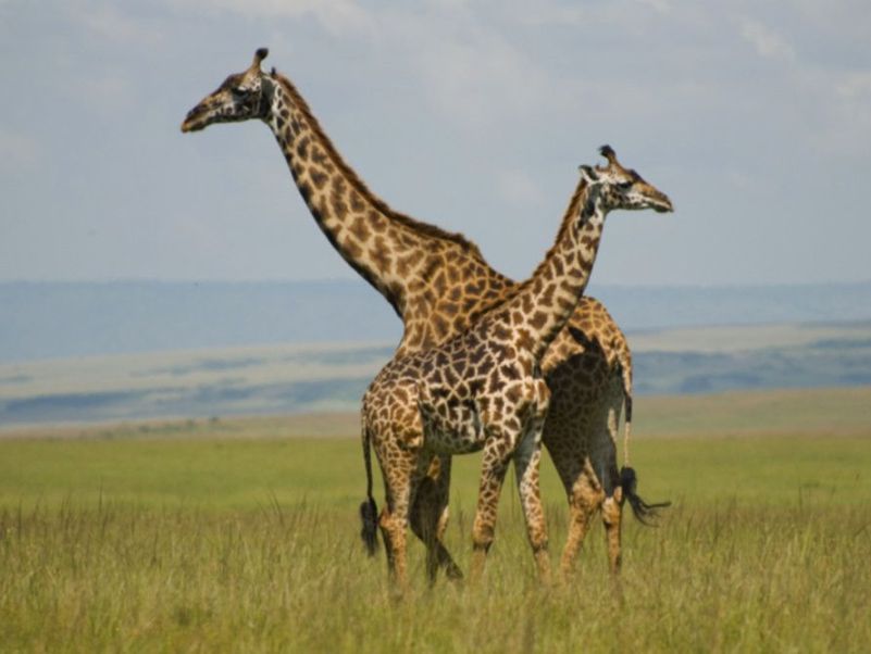 2 Days, 1 Night Maasai Mara Budget Joining Safari
