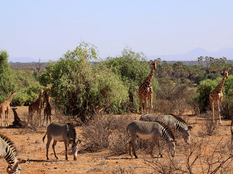 6 Days, 5 Nights Samburu – (Tree Hotel) –Amboseli Kenya Road Safari