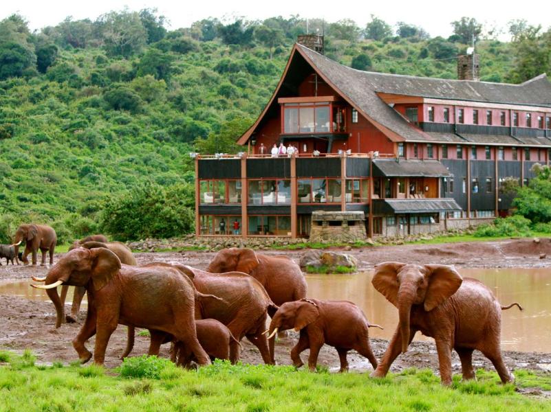 2 Days, 1 Night Road Safaris to Aberdare or The Ark Tree Lodge